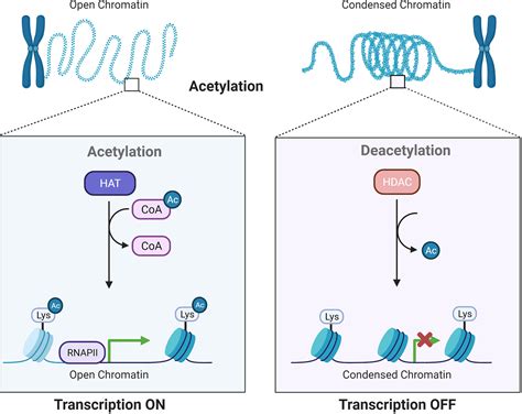 deacetylation of histones